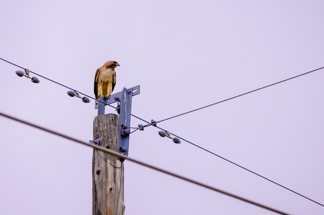 bird-perched-on-electricity-pole-2865415 (1).jpg