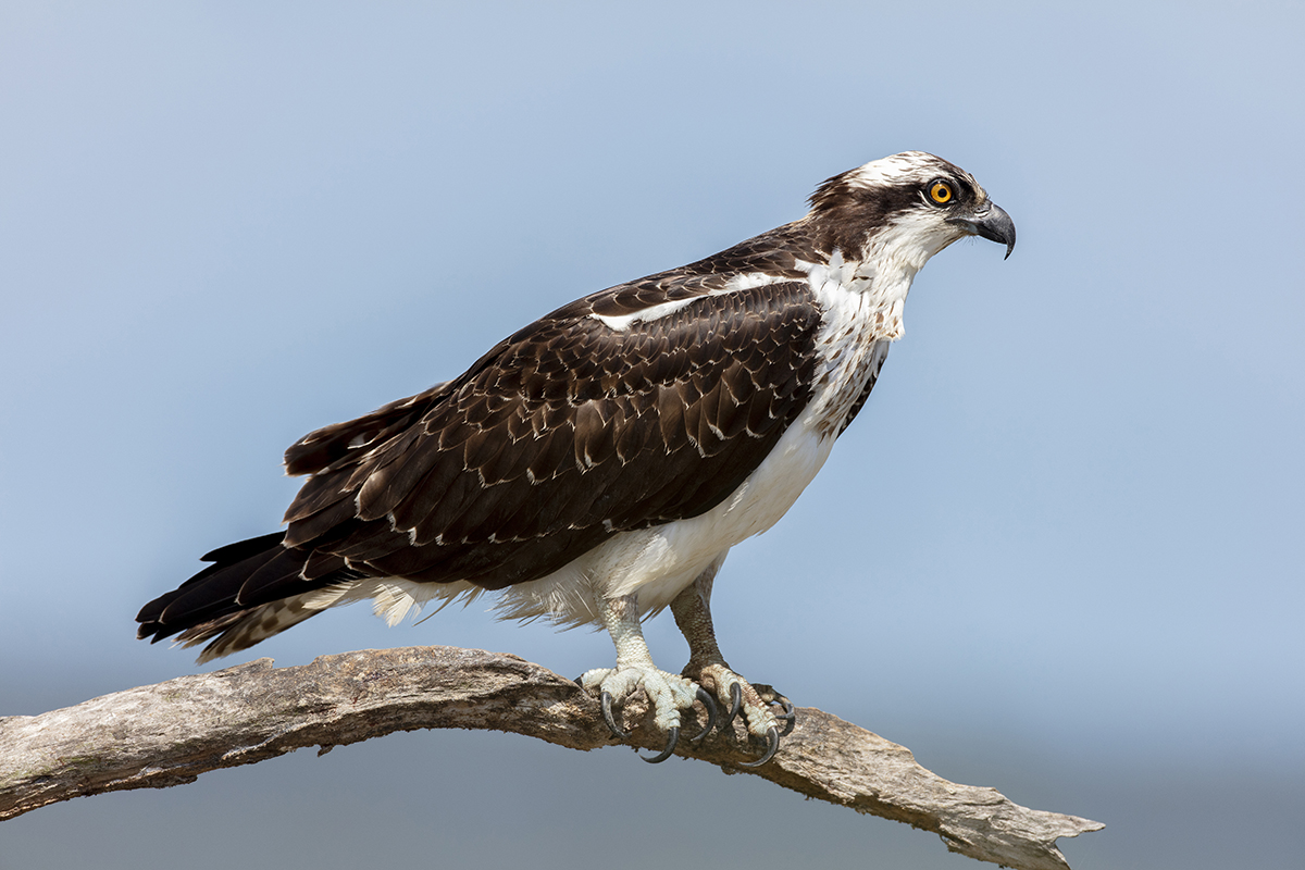 USFWS Migratory Bird Proposal Offers Co-ops Clarity