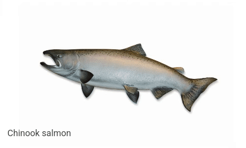 030325-recover-salmon.gif